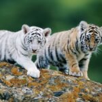 সাদা বাঘ কীভাবে জন্মায়